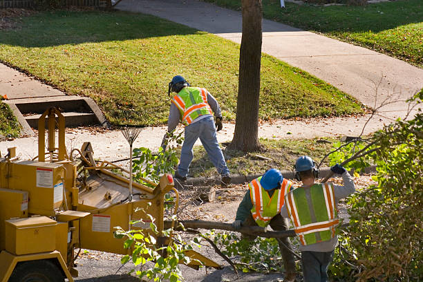 Professional Tree Removal and Landscaping Services in Midfield, AL